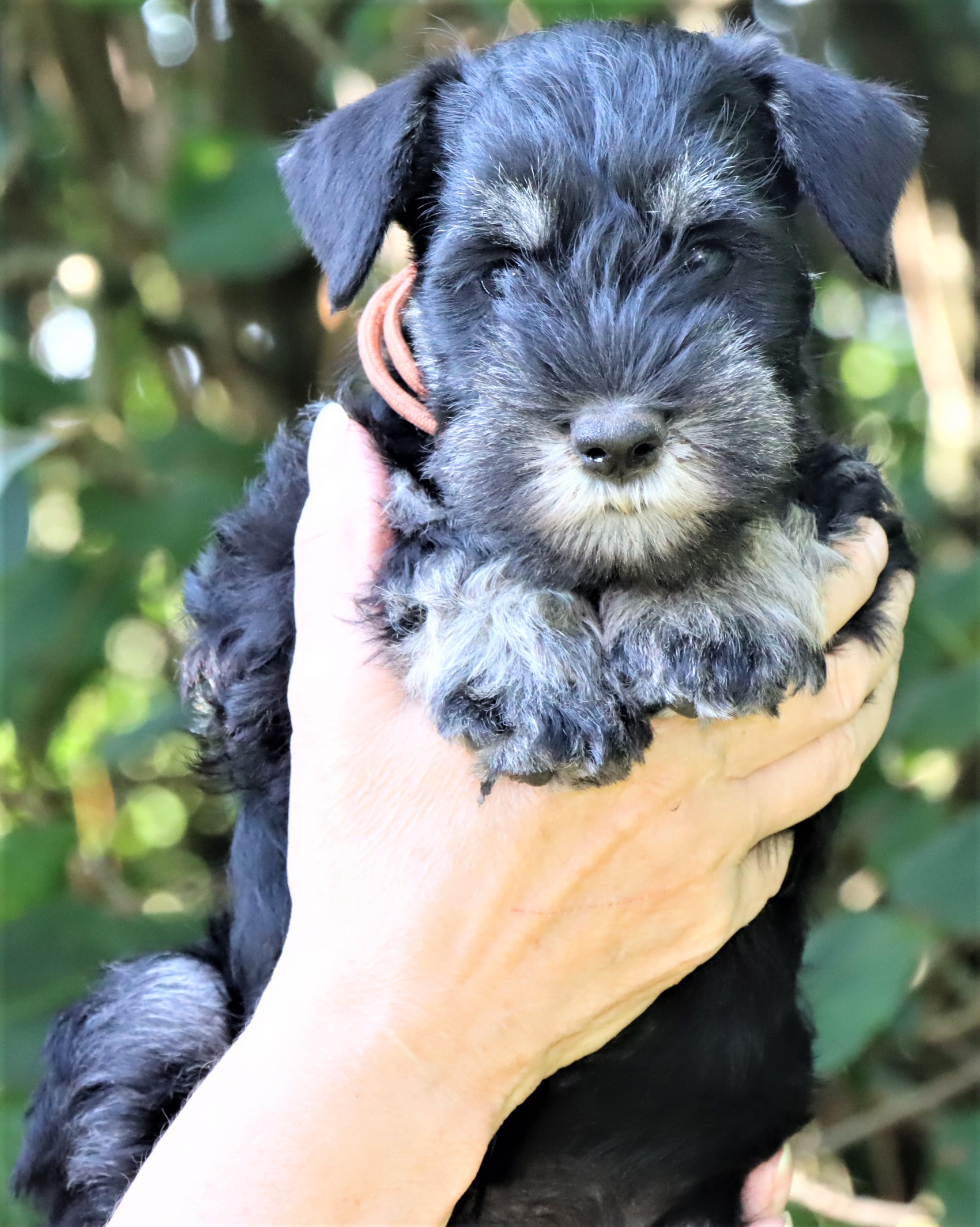 05.09.2021 Orange Unsere Phoebe