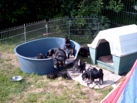 07.06.05 Zwergschnauzer und Deutsche Pinscher Welpen mit Mutter Farina