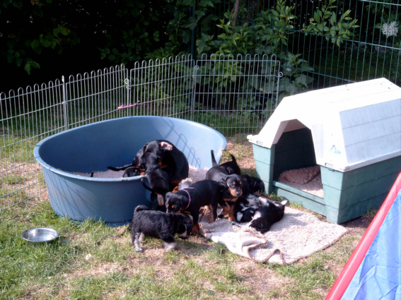 07.06.05 Deutsche Pinscher und Zwergschnauzer Welpen mit Mutter Farina