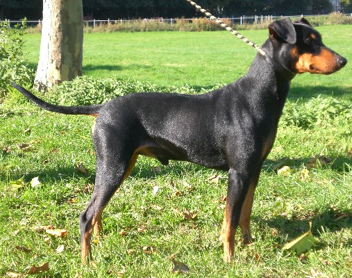 Cato neu