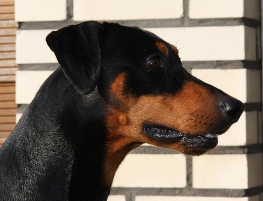 Cooper Kopf
