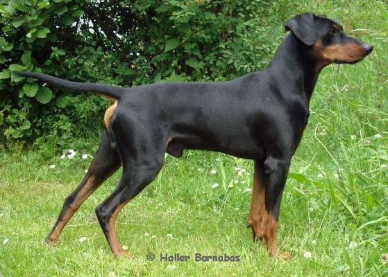 Deutscher Pinscher Rde Haller Barnabas