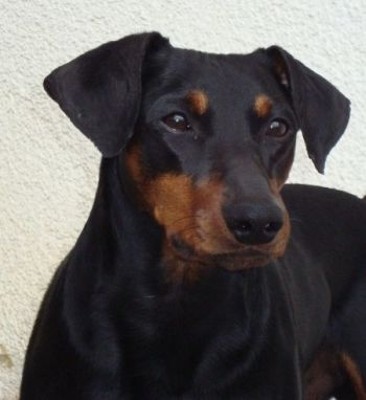 Deutscher Pinscher Ruede Haller Barnabas
