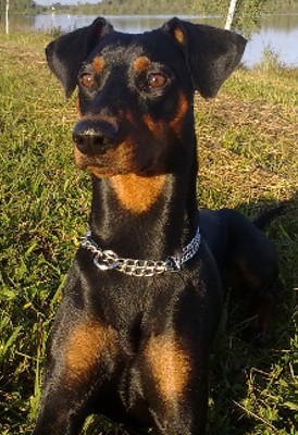 Django Kopf1
