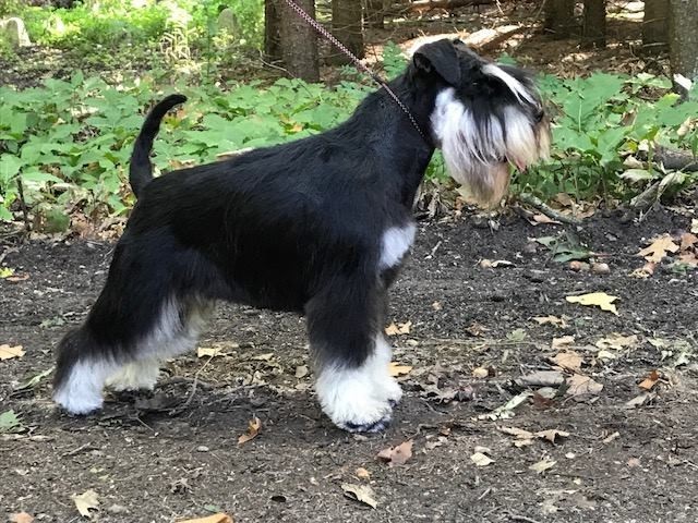 Martha im Wald