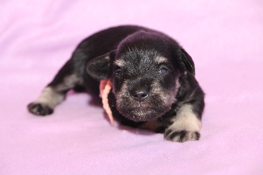 Rosa, 9.8.15